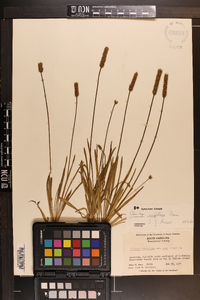 Plantago wrightiana image