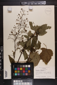 Scrophularia marilandica image