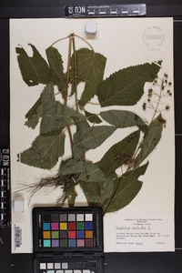 Scrophularia marilandica image