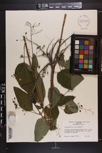 Scrophularia marilandica image