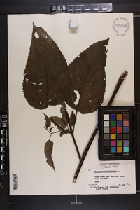 Scrophularia marilandica image