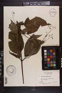 Scrophularia marilandica image