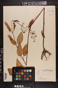 Scrophularia marilandica image