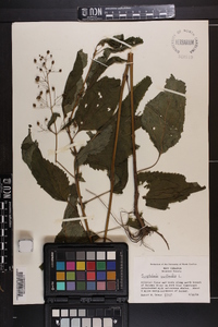 Scrophularia marilandica image