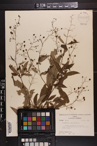 Scrophularia marilandica image