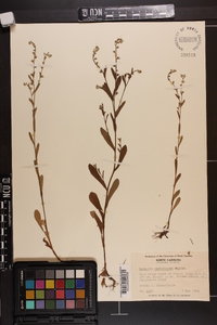 Myosotis macrosperma image