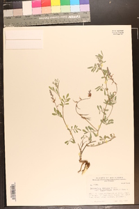 Indigofera miniata image