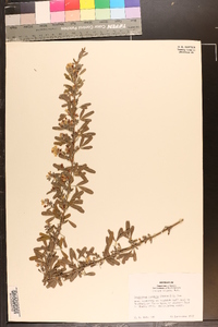 Lespedeza cuneata image