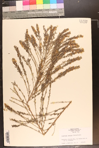 Lespedeza cuneata image