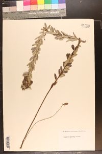 Lespedeza capitata image