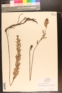 Lespedeza capitata image