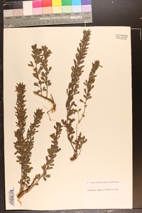 Lespedeza cuneata image