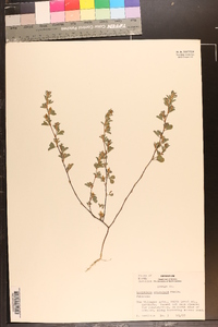 Lespedeza stipulacea image