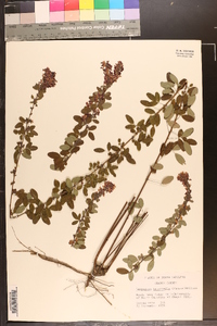 Lespedeza intermedia image