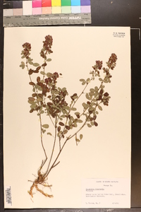 Lespedeza intermedia image