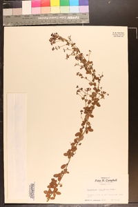 Lespedeza procumbens image