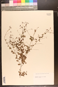 Lespedeza repens image