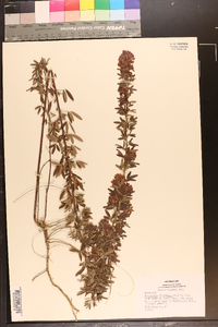 Lespedeza virginica image