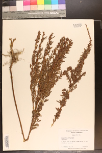 Lespedeza virginica image