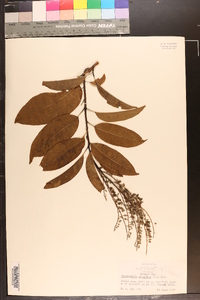 Oxydendrum arboreum image