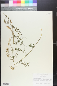 Vicia caroliniana image