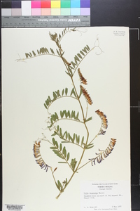 Vicia villosa subsp. varia image