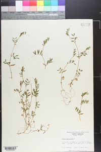 Vicia lathyroides image