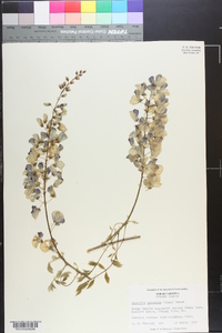 Wisteria sinensis image