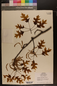 Quercus coccinea image