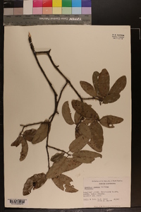 Quercus incana image