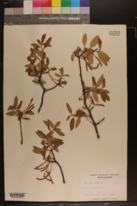 Quercus incana image