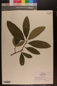 Quercus imbricaria image