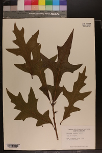 Quercus lyrata image