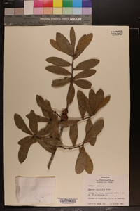 Quercus laurifolia image