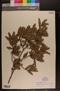 Quercus laurifolia image