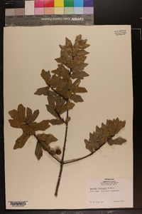 Quercus laurifolia image