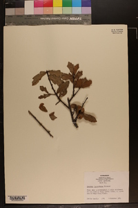 Quercus laurifolia image