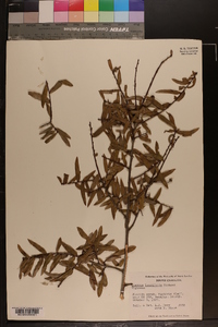 Quercus laurifolia image