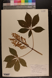 Aesculus sylvatica image