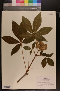 Aesculus sylvatica image