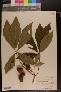 Aesculus sylvatica image