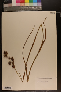 Juncus brachycarpus image