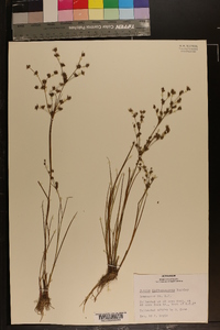 Juncus diffusissimus image