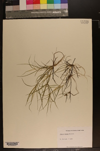 Juncus repens image