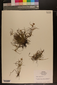 Juncus repens image