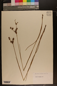 Juncus scirpoides image