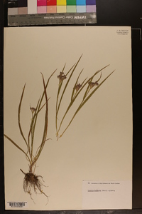 Luzula bulbosa image