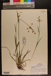 Luzula multiflora image