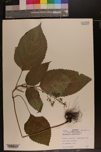 Collinsonia canadensis image