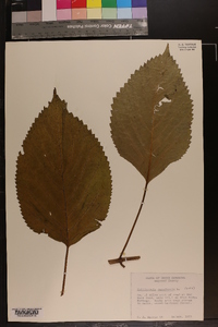 Collinsonia canadensis image